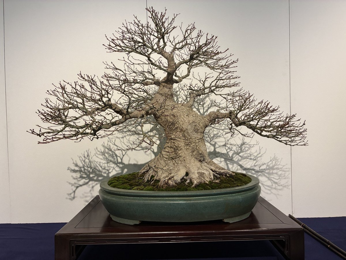 雑木はやっぱり葉が落ちて枝ぶりが見えてるこの時期のものが好きだなぁ