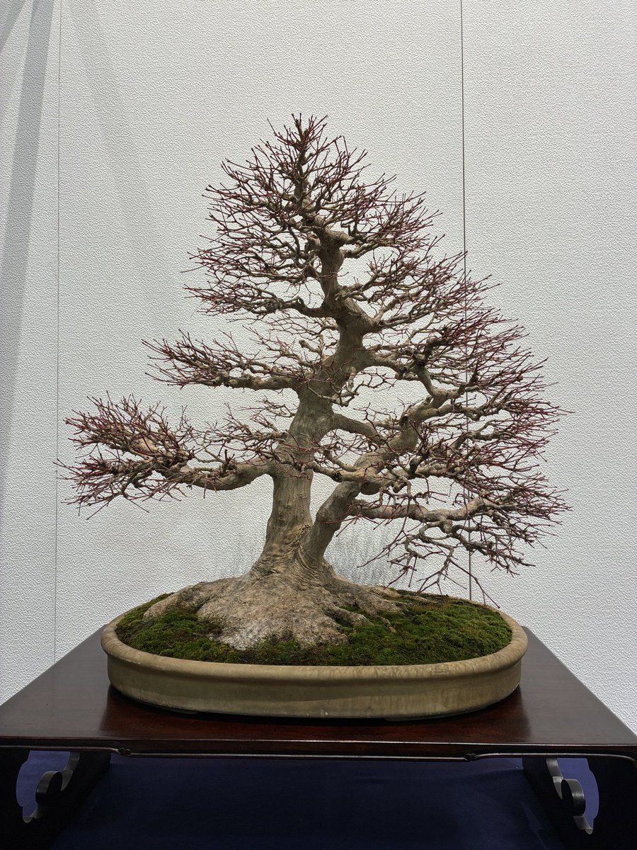 雑木はやっぱり葉が落ちて枝ぶりが見えてるこの時期のものが好きだなぁ