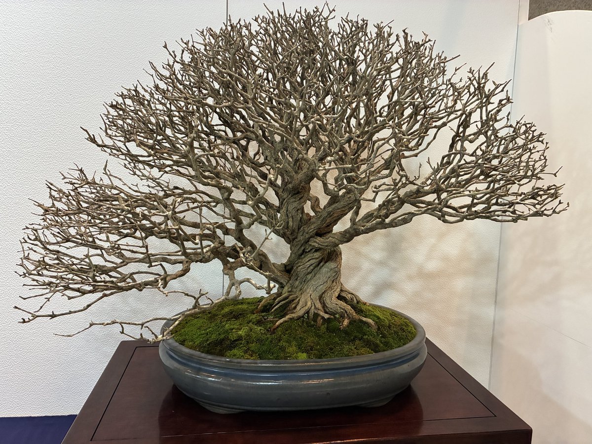 雑木はやっぱり葉が落ちて枝ぶりが見えてるこの時期のものが好きだなぁ