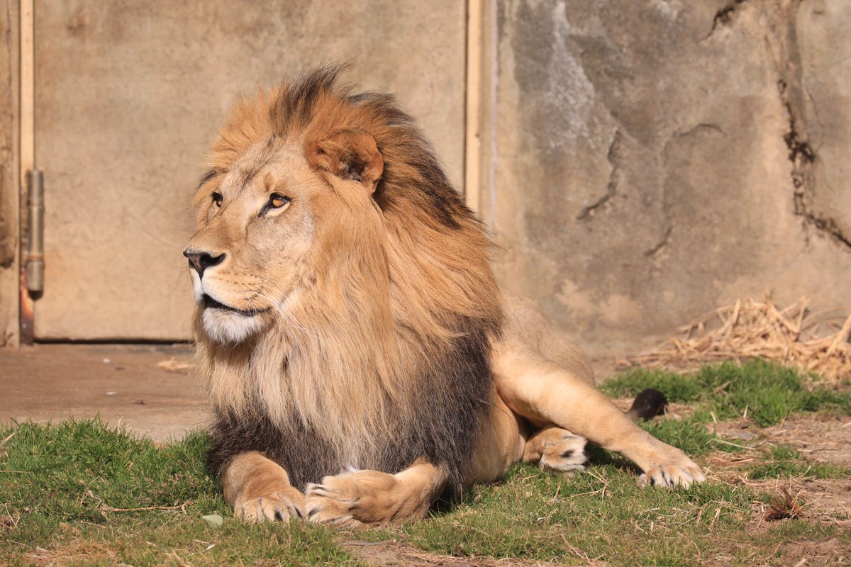 サンくん🦁 2026.02