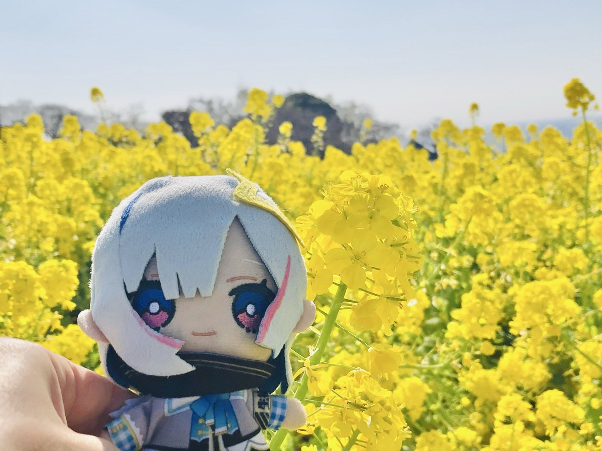 Kiroro60's tweet photo. 菜の花綺麗やね https://t.co/E0ESrZiixN