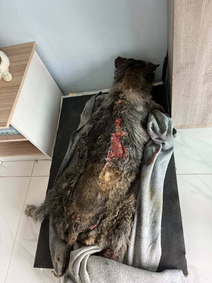 เจ้าของสุนัขไซบีเรียนร้องสื่อ ช่วยตามหาคนร้ายราดน้ำมันจุดไฟเผาทั้งเป็นสุนัขไซบีเรียนของตัวเองกลางถนน😡 ก่อนกัดฟันวิ่งหนีกลับมาบ้านไฟลุกท่วมตัวบาดเจ็บสาหัส😭  

เหตุเกิดคืนวันที่ 13 ก.พ. ซอย 4 บ้านแหลมขวัญ ตำบลพะวง อำเภอเมือง จังหวัดสงขลา #ทาสหมา