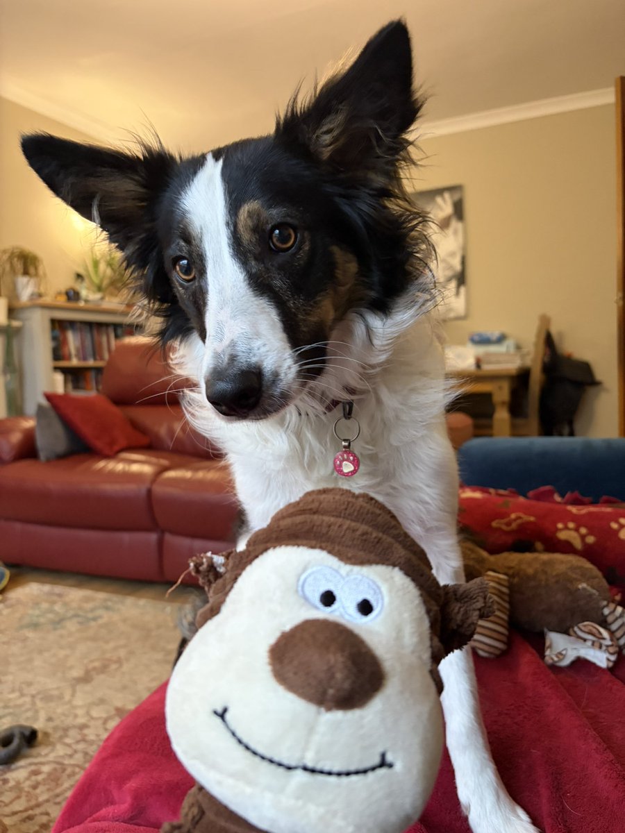Mr Monkey doesn’t need both ears now does he. He can still hear with one