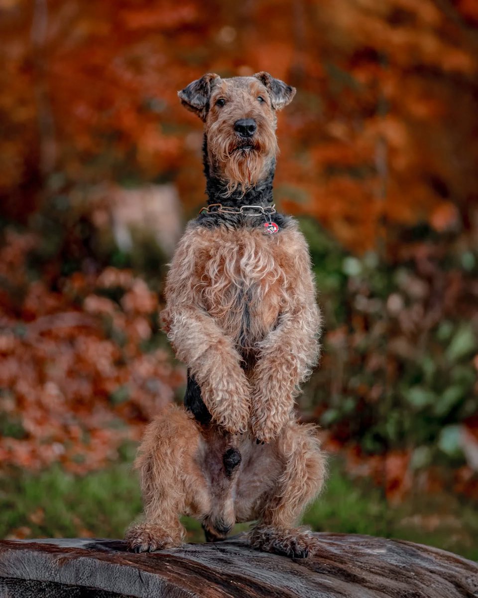 スイス陸軍の軍用犬、良い...