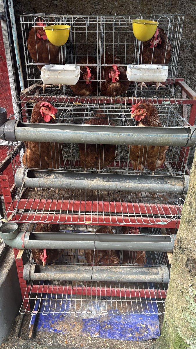 Berapa bulan ga pulkam
Tiba tiba ternak ayam🙂✋🏻