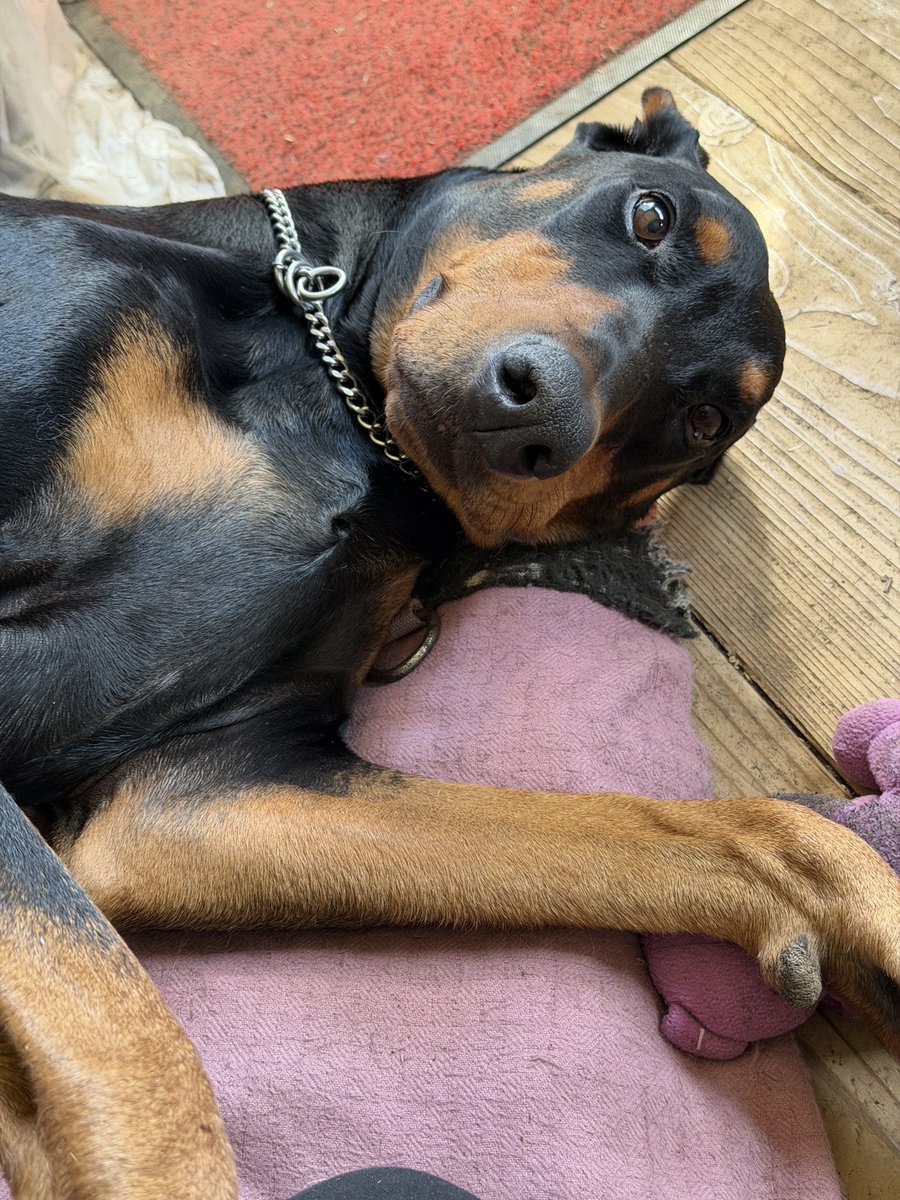 ナツ🐺 tweet media