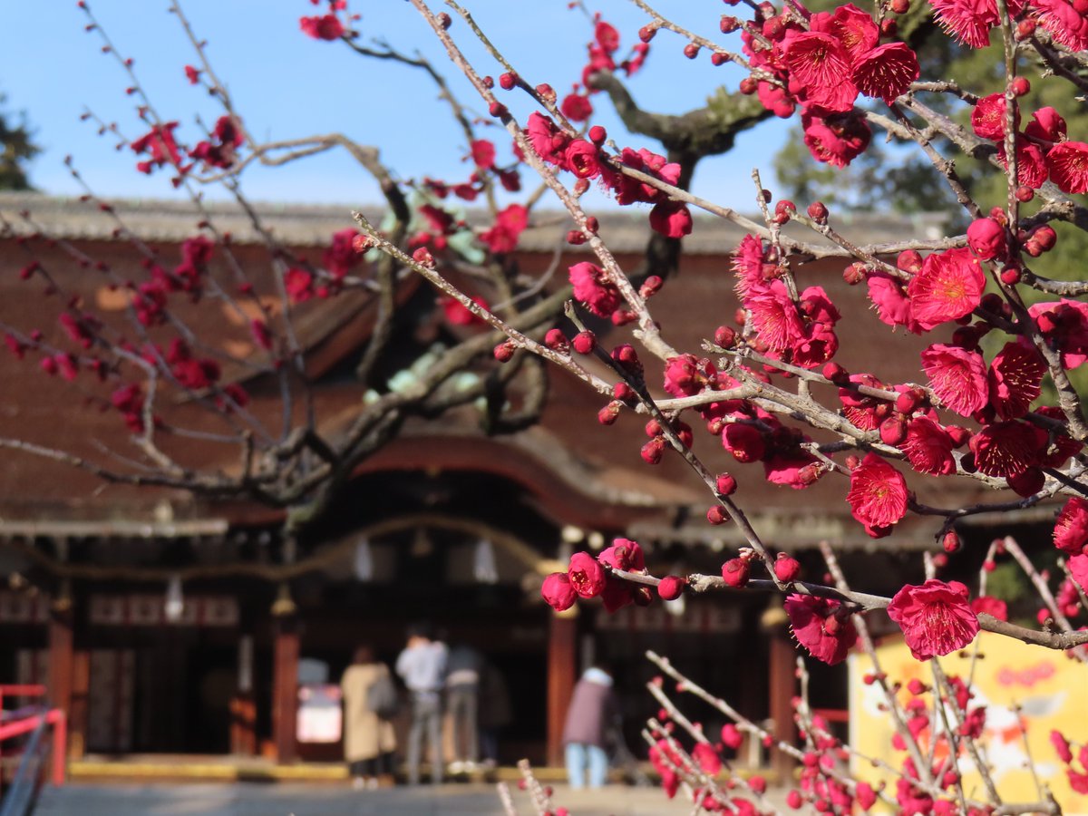okushihousyoshi's tweet photo. #紅梅
#梅まつり
#道明寺天満宮
#花のある風景
#フジイデライク
#写真好きな人と繫がりたい 
#ファインダー越しの私の世界
#風景写真好きな人と繋がりたい 
#風景写真
#藤井寺市
#司法書士 https://t.co/sc7Vp4ZwI9