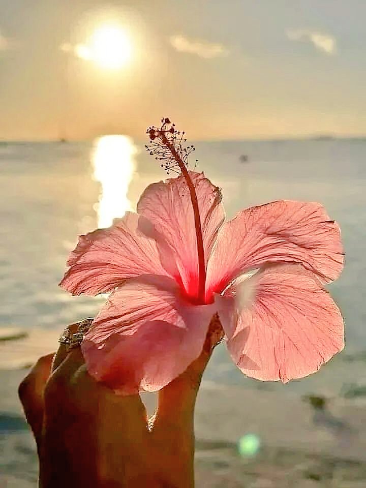 phoolonkidukaan's tweet image. 