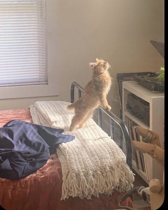 Dead Cat Bounce tweet media