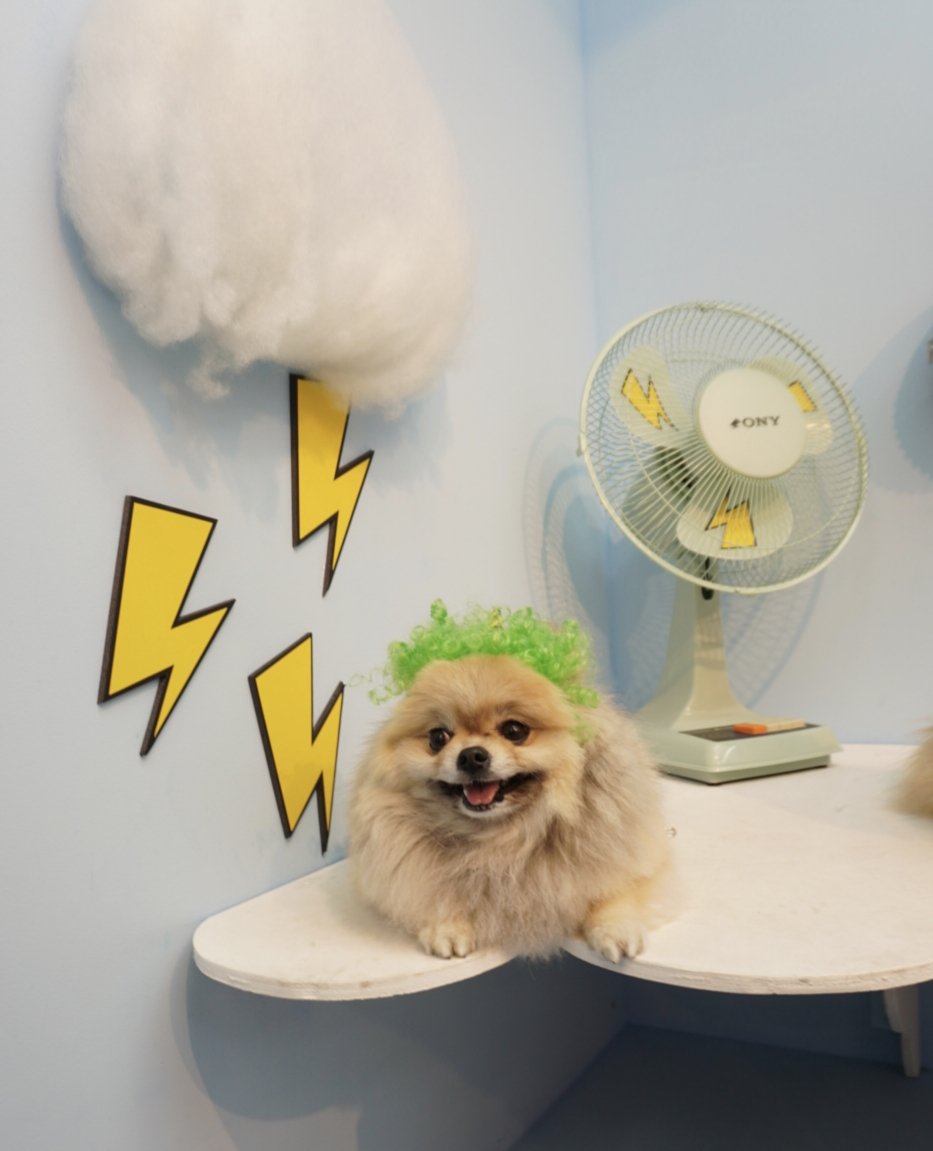 ポメラニアン ボス (@pome_boss0519) / Posts / X