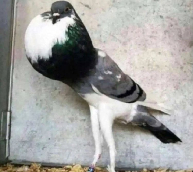 Just like this 😂😂😂