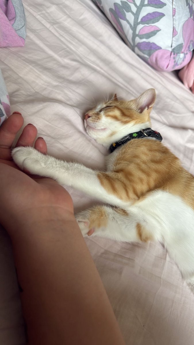 Bakmayın böyle masum uyuduğuna kendisi koçari dağından kaçmış bir terörist kedi 😂