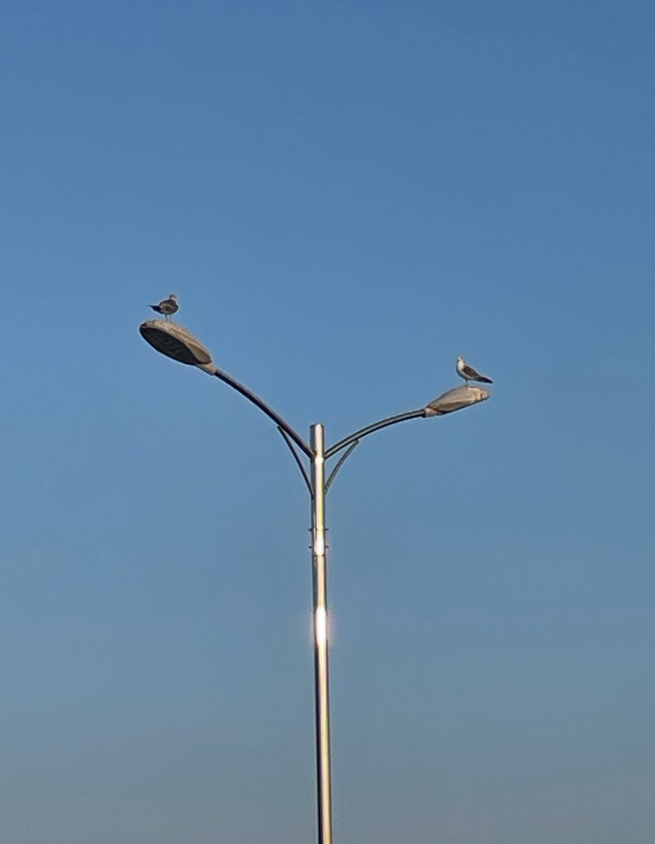 blood_sundaee's tweet image. 어떻게해야 제가 노출이 되는거죠
갈매기 공중 소개팅 사진으론 부족한가요