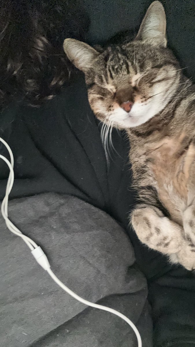 voici les deux choses que j’aime le plus au monde (mes écouteurs et mon chat)