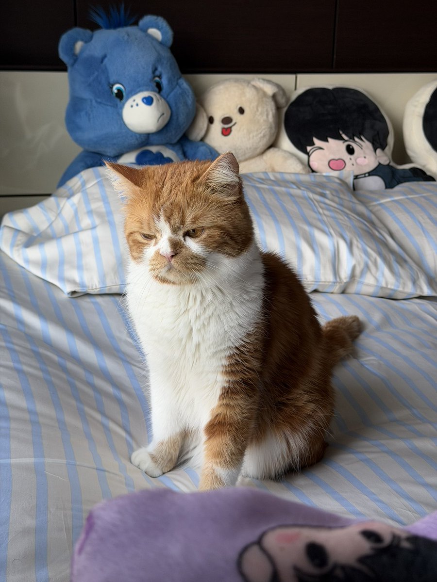 ชีไม่ชอบผ้าปูใหม่ แต่ที่ต้องใช้เพราะมันไม่ติดขนแกไง!!! แพงนะเว้ย ಠ_ಠ