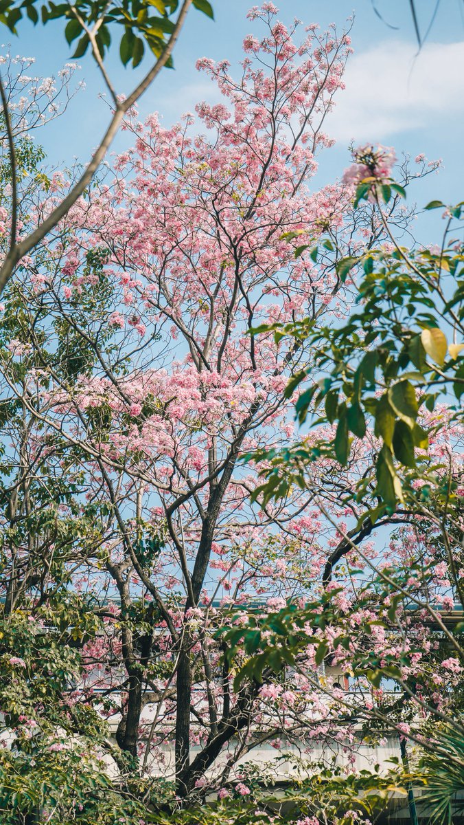 รักดอกไม้สีชมพู 💮💮💮 #photograph