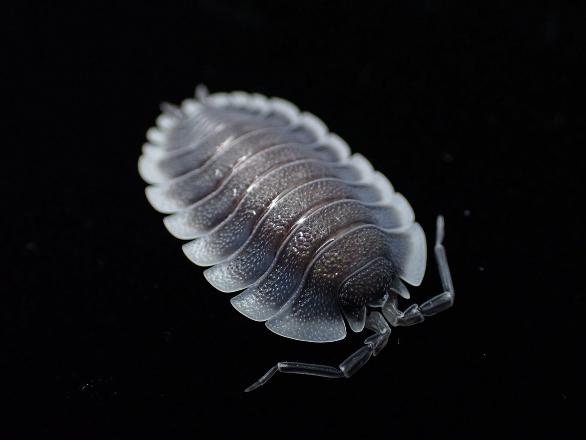 タキ (@Takisan0523) / Posts / X