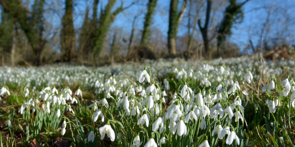 Forestry Commission tweet media