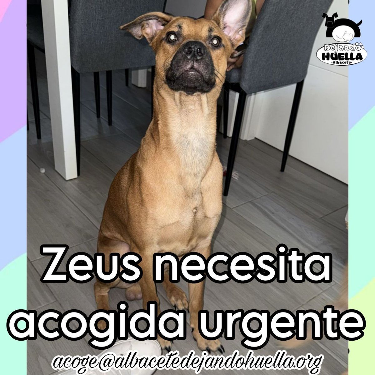 *Necesitamos acogida URGENTE para Zeus* 🆘 
Nuestro chico es súper sociable, cariñoso y lleno de energía.
¿Quieres ser su hogar temporal hasta que encuentre una familia?
🏡 acoge@albacetedejandohuella.org