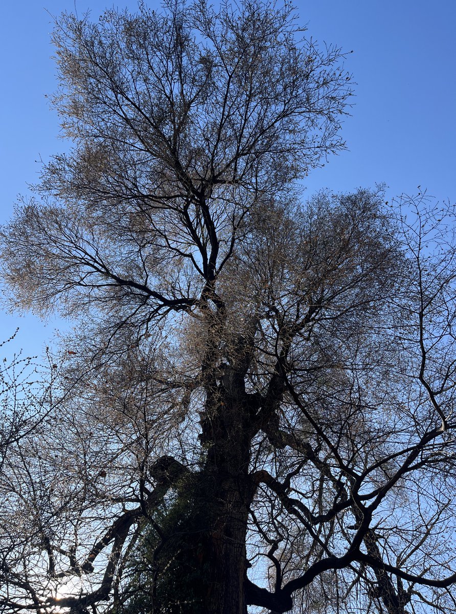 A crown of iron, etched in grey,
Against a sky of bone-white day.
The giant stands in frozen sleep,
With secrets only bark can keep.
No trembling leaf, no summer shade,
Just gothic arches, starkly made.
A skeleton of ancient might,
Reaching for the winter light.
📍 🏠 
Alt 6300ft