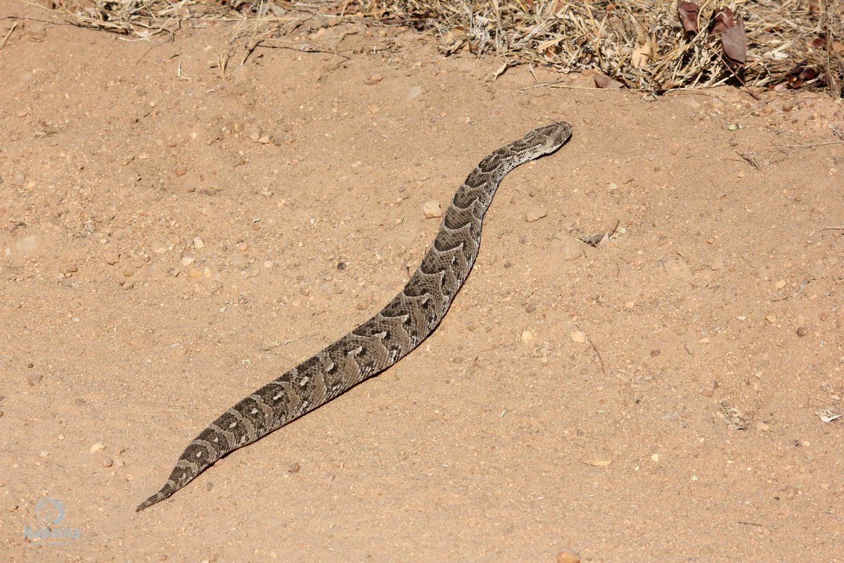 What did you just say??? The snake that's responsible for the highest number of snakebite deaths in Africa is "big for nothing"?