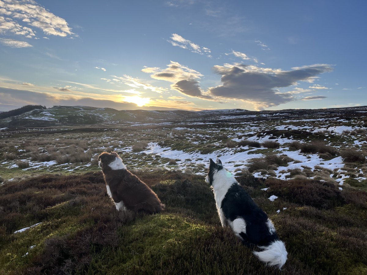 Mark Forrest tweet media