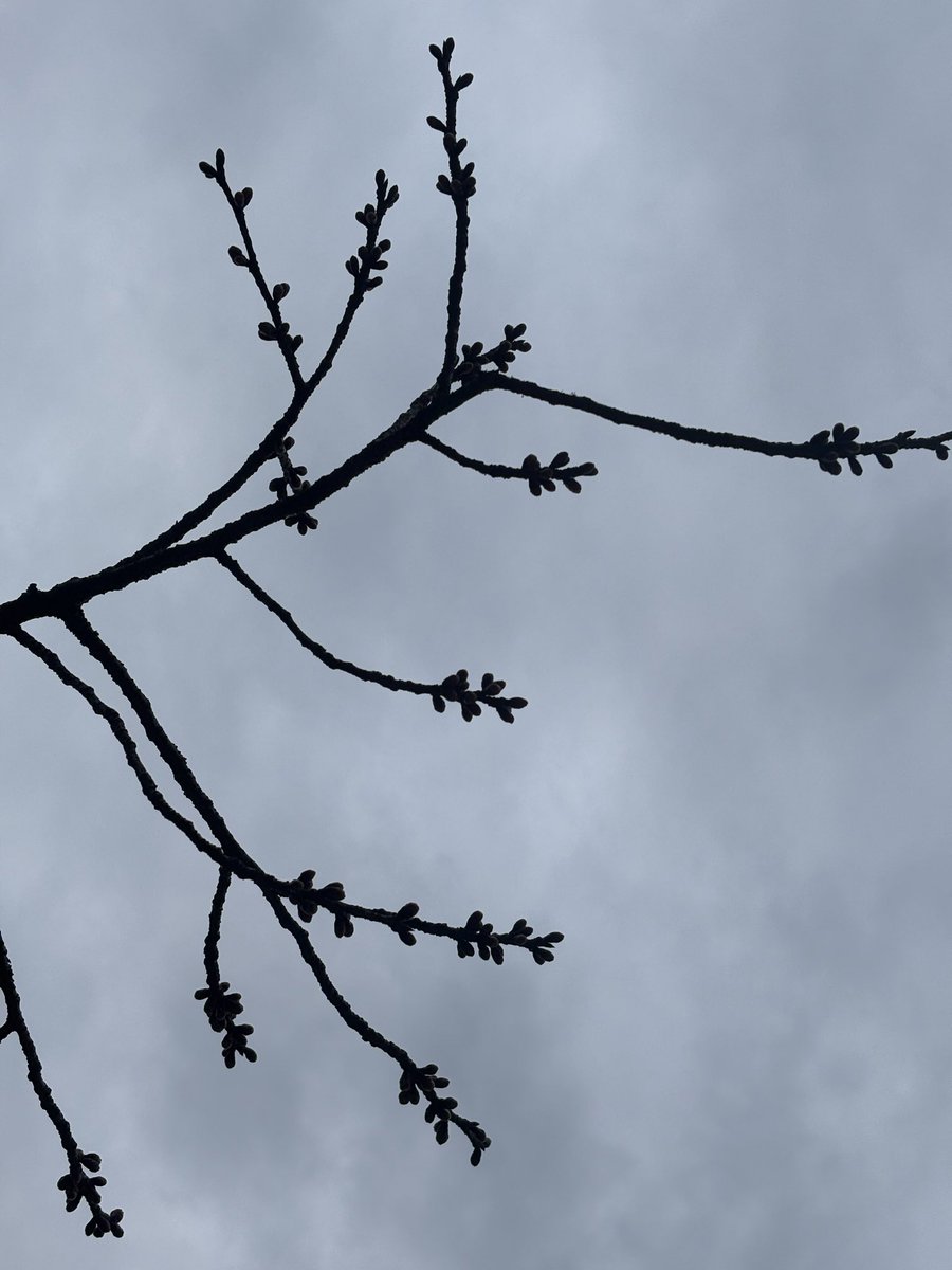 神田朱未 tweet media