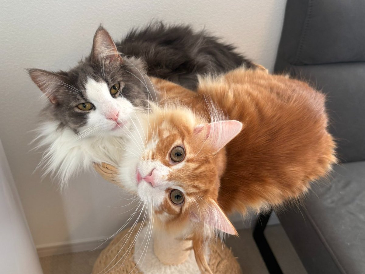 🐈#でかねこクッション キャンペーン 🐈 でかくてかわいい人気のねこ