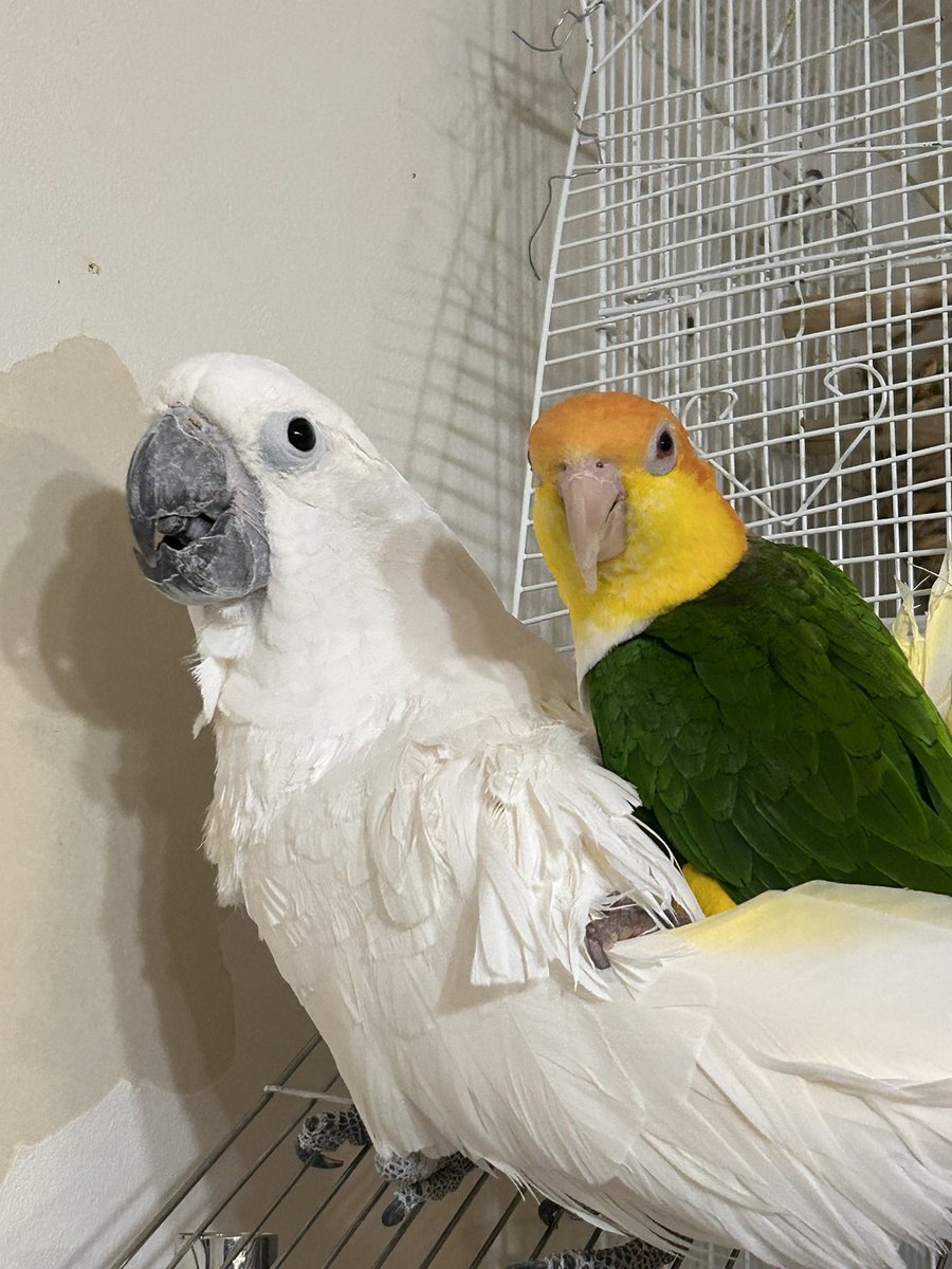 はらみパパ tweet media