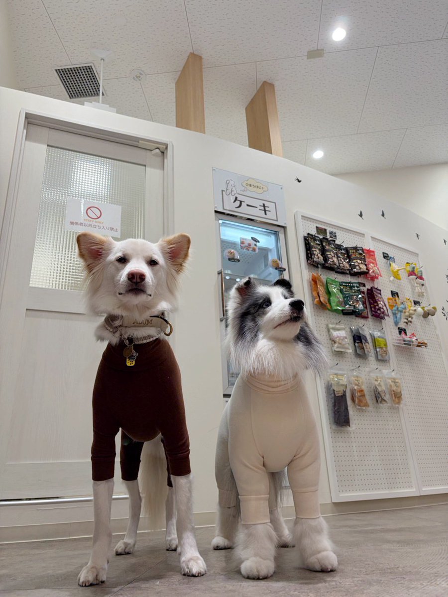 いっぬ パッツパツセクシーイッヌスーツが犬好きを熱狂させる