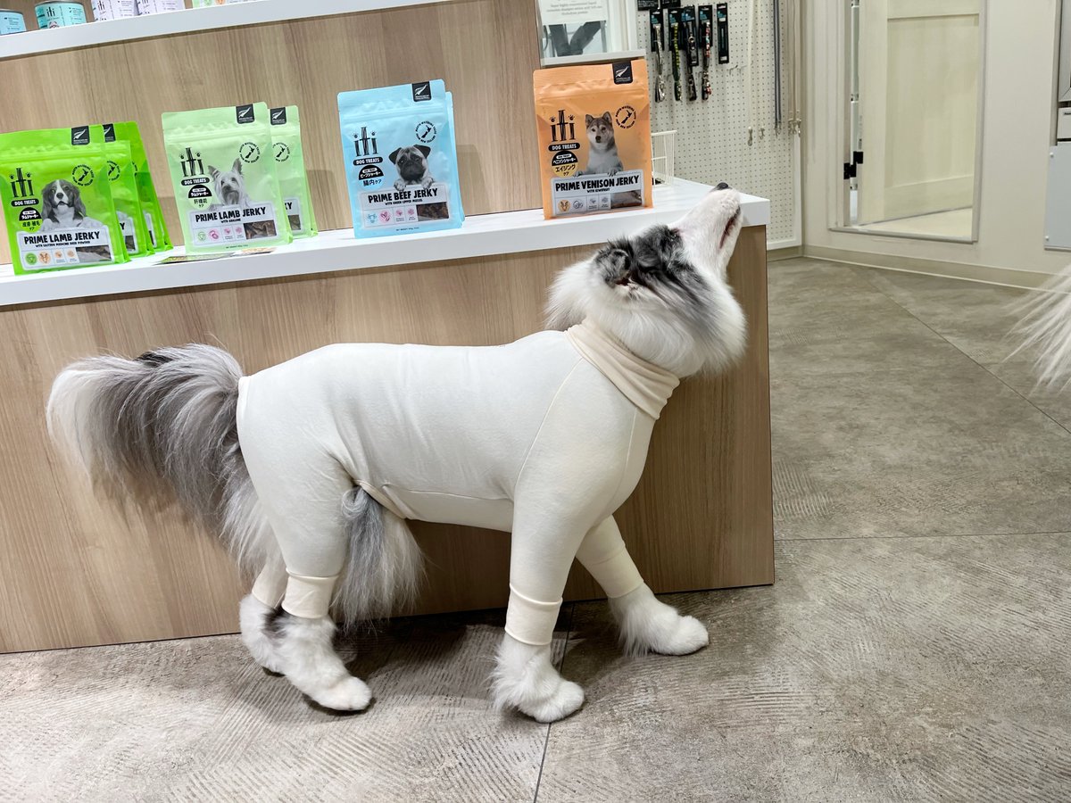 いっぬ パッツパツセクシーイッヌスーツが犬好きを熱狂させる