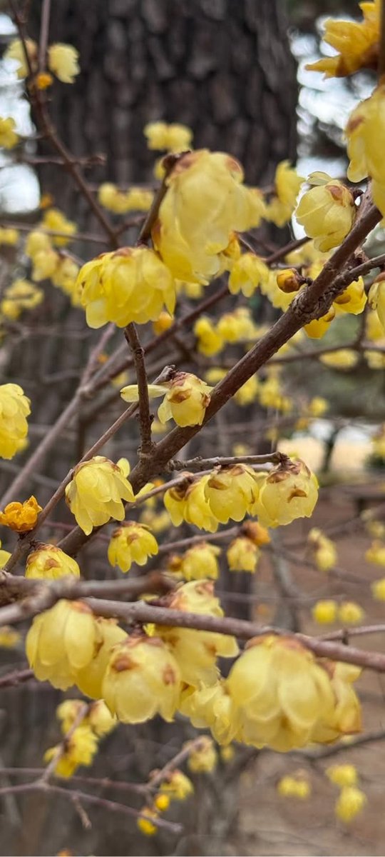 ちびらぶ3 tweet media