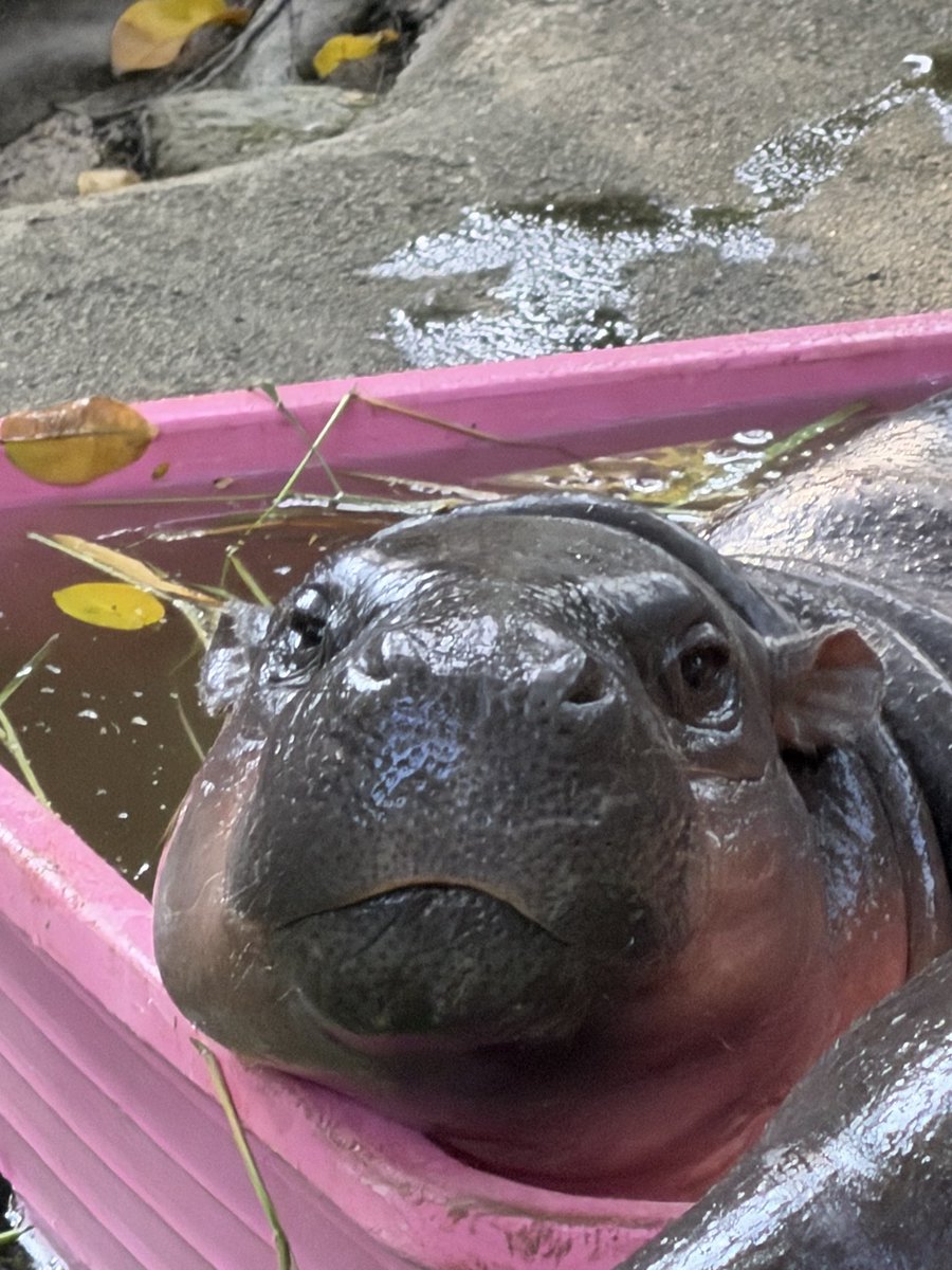 ไม่ต้องเศร้านะครับ บ้านใหม่กำลังจะสร้างเเล้ว 🥰

#สวนสัตว์เปิดเขาเขียว #หมูเด้ง #บ้านหมูเด้ง