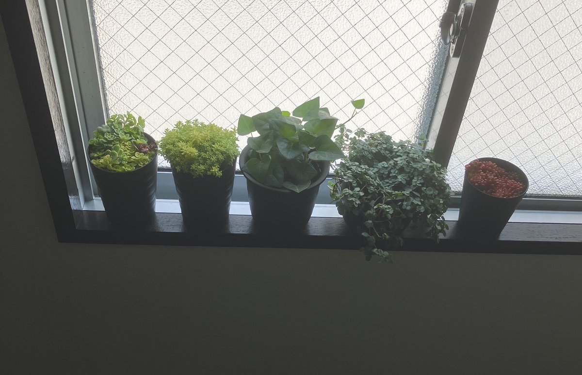 早くかわいい陶器の鉢に植え替えたい。本当は高いところから吊るしたいだけど、吊るせるところがないんだよな〜。