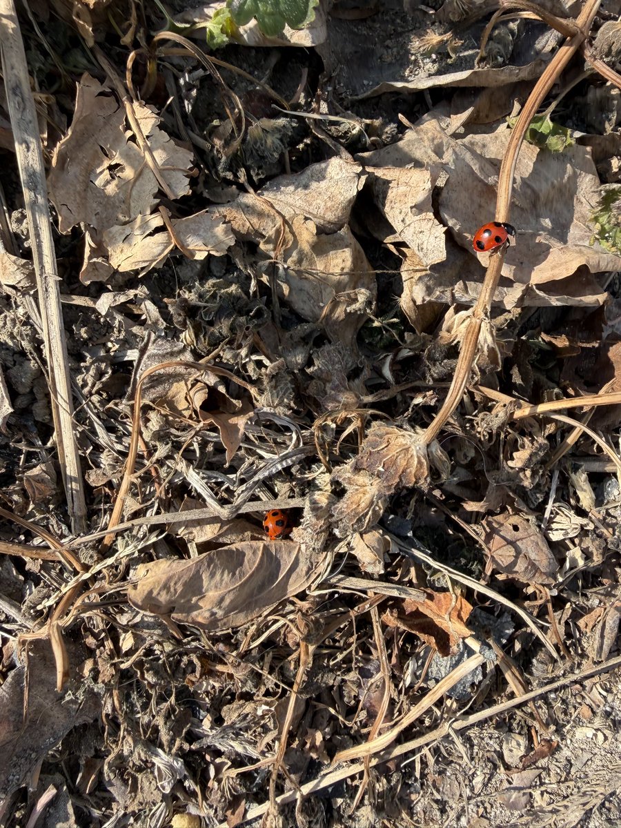 Sasame-Taro : winter edition (@EcHxrIfWdz11684) / Posts / X