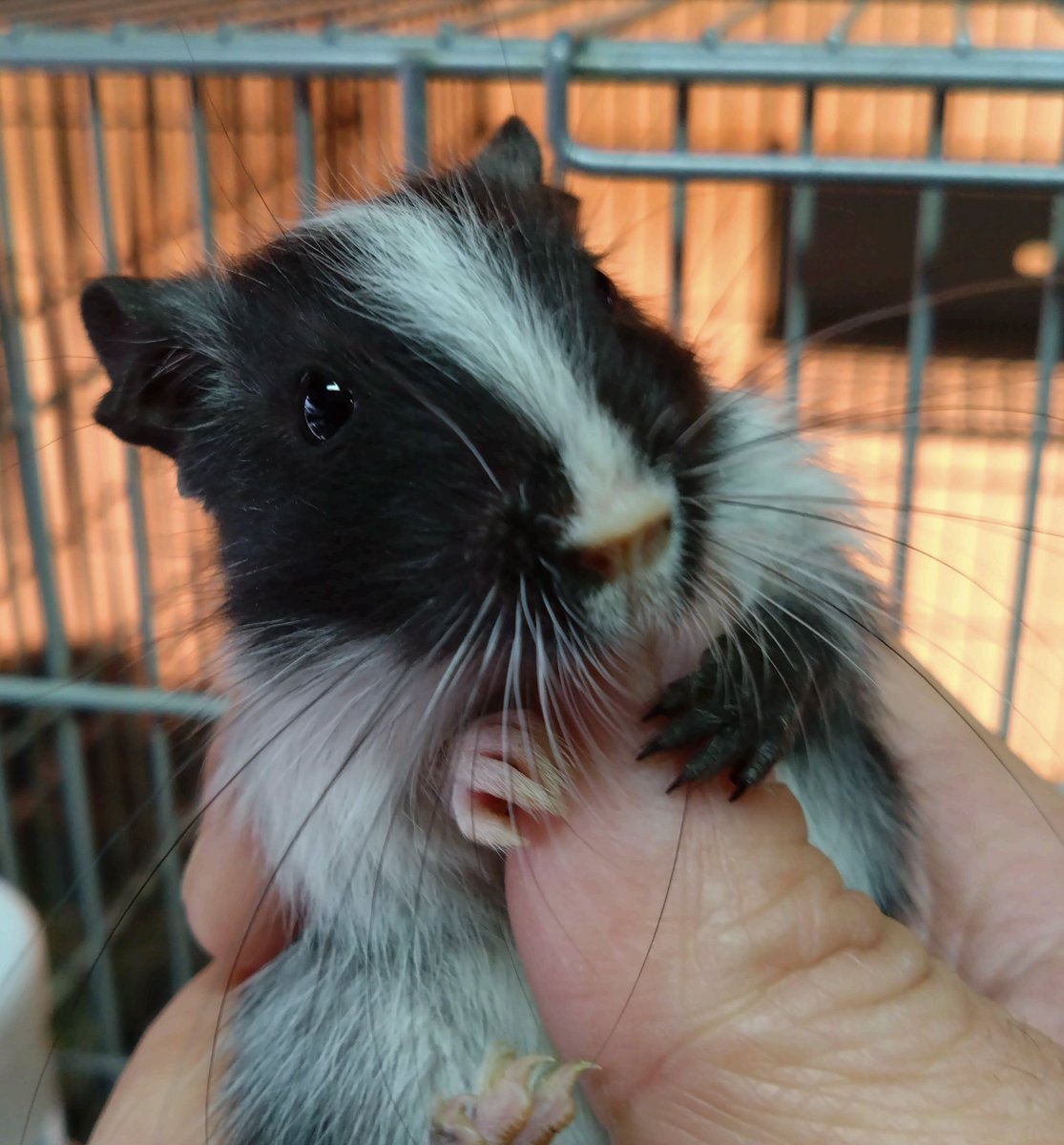 皆さんの管理完了〜
販売可能時期見極め中の1/14生8匹は独り立ち順調そうです。
パイド達を撮影してみました(最後の黒パイド1匹のみ♀です)
仮予約や見学希望含む詳細はお気軽にお電話にてお問い合わせください。
来店は予約制ですので必ず事前連絡の上お越しください。
見学や飼育相談だけでもどうぞ