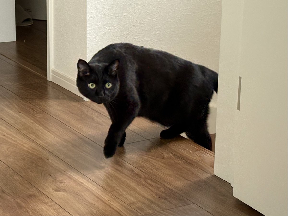 Post by みやややーん on X: 黒猫きた