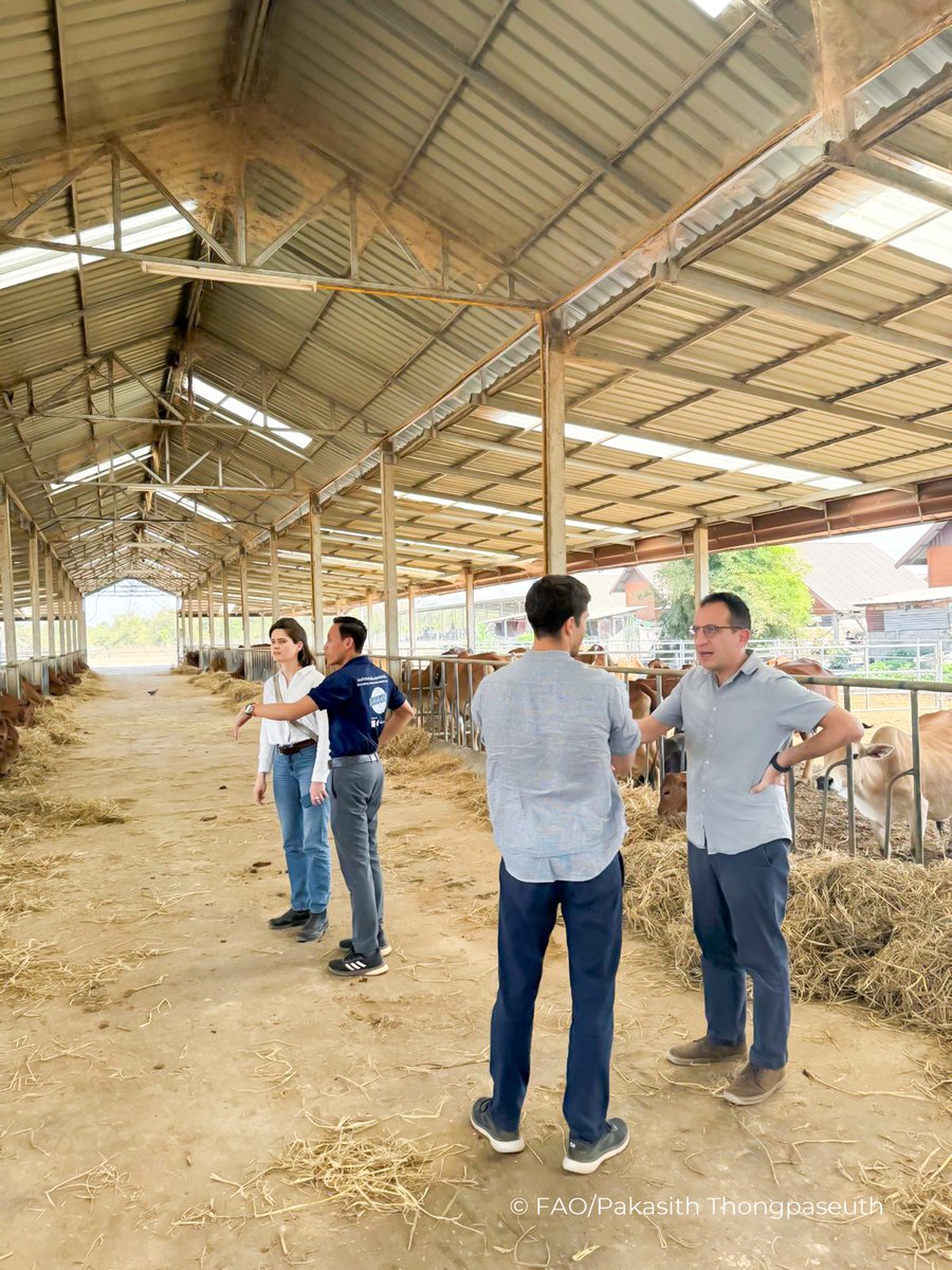 FAO in Lao People's Democratic Republic tweet media