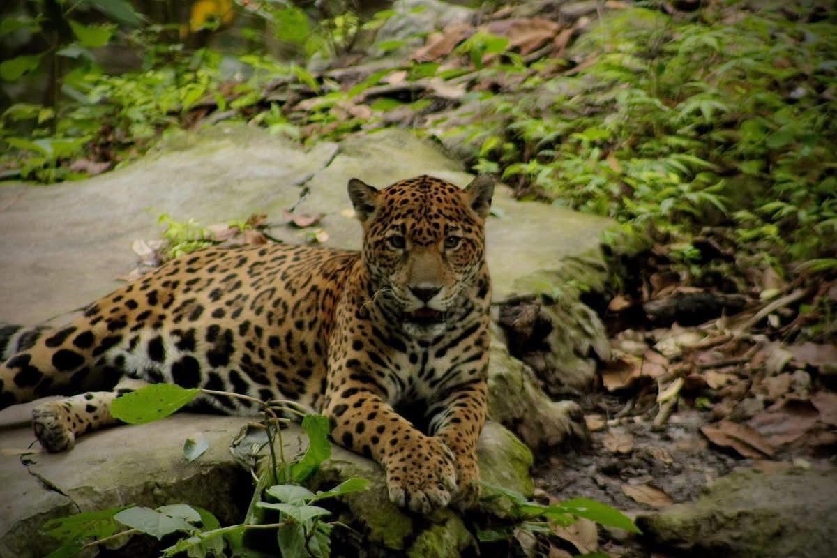 GabyCoutino's tweet photo. 9) Bien!!! Avanza la remodelación del #ZOOMAT de #TuxtlaGutiérrez. En marzo se concretará una mejor imagen y nueva infraestructura para una mejor experiencia de los visitantes. Priorizando la atención a las especies nativas que resguarda el histórico recinto ecológico de la capital de #Chiapas