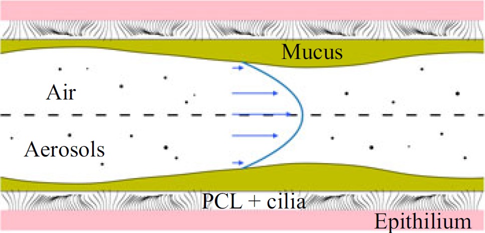 A recent study from IIT Bombay has found that as mucus volume increases in response to pollution (or a foreign material) in the airways, its defence does not improve. Instead, the increased mucus volume ends up creating narrow ‘humps’ that leave large patches of the airway walls