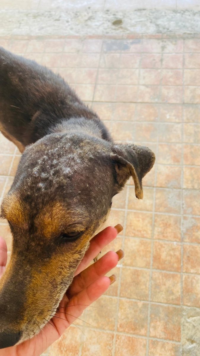 Yo tengo otro problema.. se vino detrás de mi niña y me fue imposible dejarla así.. tiene un golpe en la cadera, cojea, esta cachorra y ya ven la piel.. la estamos tratando para recuperarla y buscarle hogar en Coro.. es tierna y aun cachorra😔 
Que dolor estas criaturas