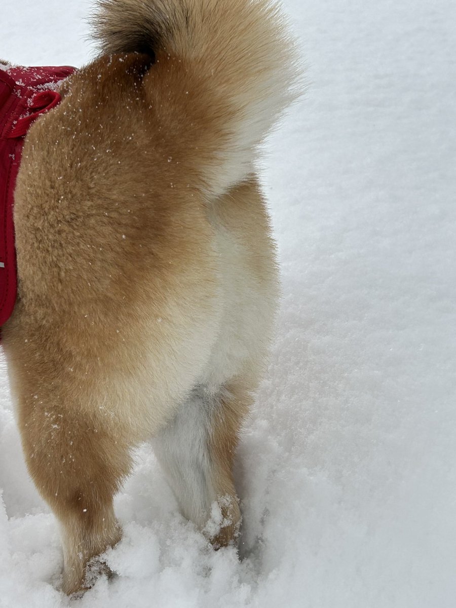 ❄︎赤柴いち❄︎ tweet media