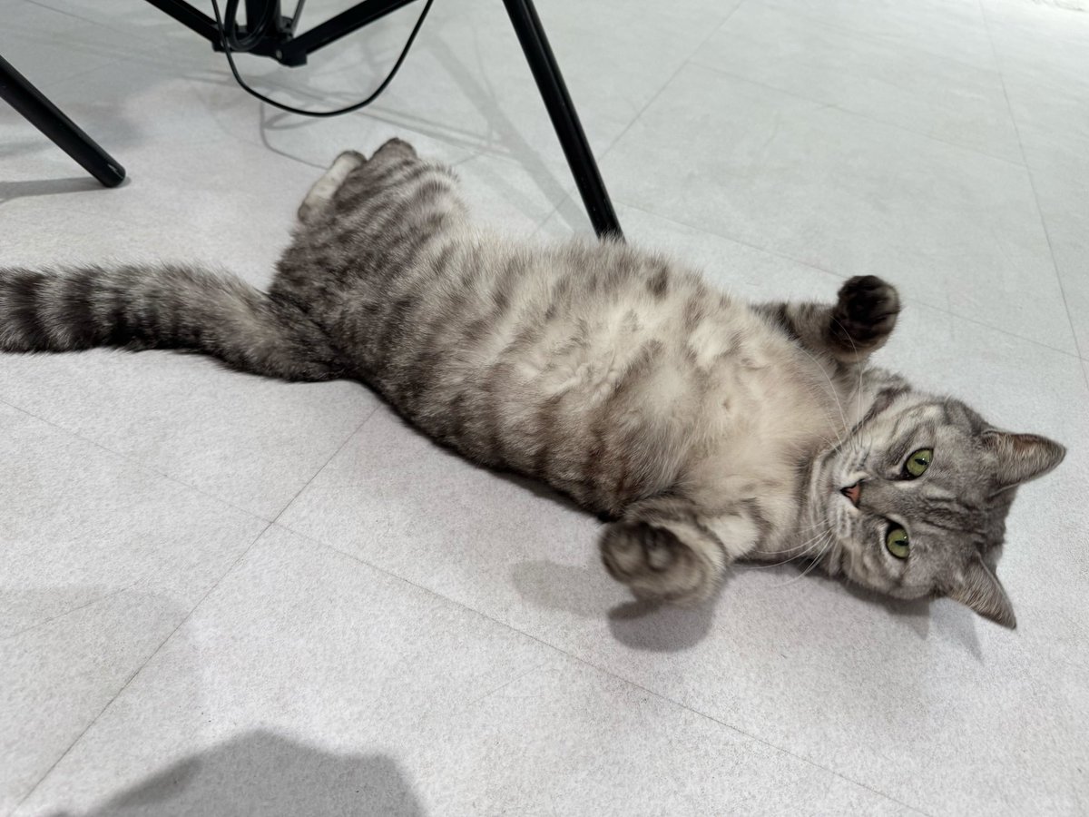 parallel_model's tweet photo. これはねこです https://t.co/X6dLltonFG
