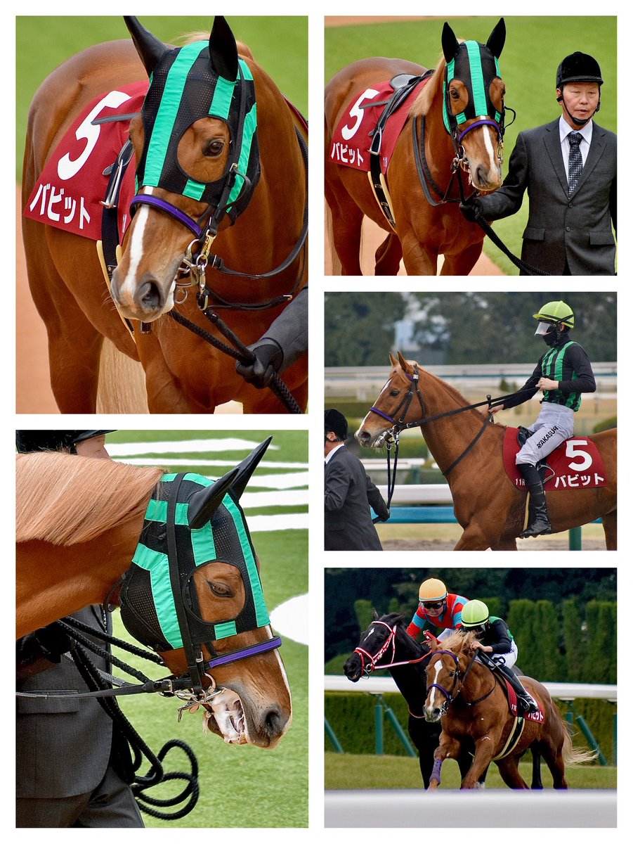 周りをキョロキョロ見渡すバビット号。口の中に泡を溜め込むバビット号。最後のゲートインへと向かうバビット号。馬群を引き連れて逃げるバビット号。昨日はいろんなバビット号を堪能させて貰いました。脚部不安と付き合いながら９歳までよく頑張りましたね。心から敬意を表します。お疲れ様でした💐