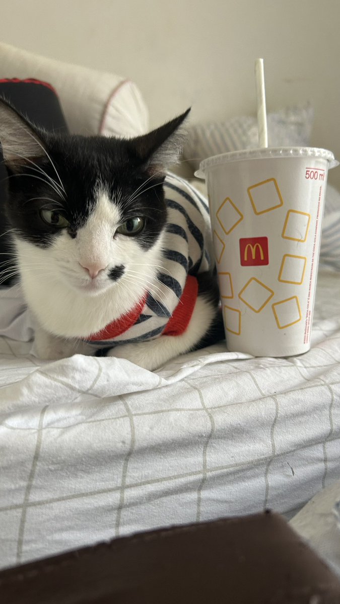 anapizzaiola's tweet photo. Todo mundo acha gato em cima da mesa feio até ter um gato e ele ficar em cima da mesa https://t.co/OUxRZCBcR5