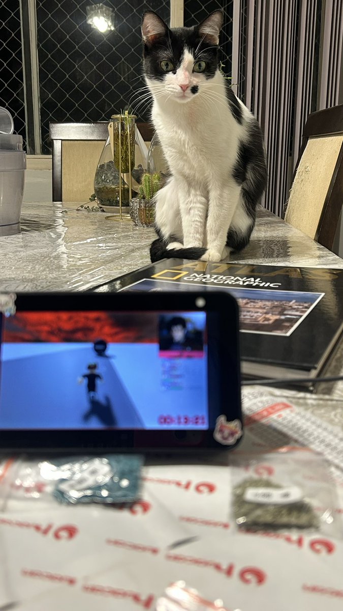 anapizzaiola's tweet photo. Todo mundo acha gato em cima da mesa feio até ter um gato e ele ficar em cima da mesa https://t.co/OUxRZCBcR5