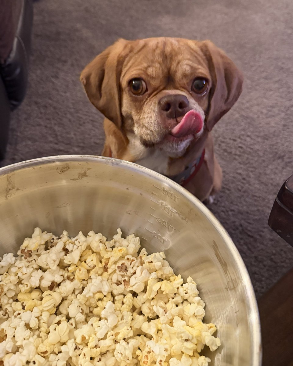 kalawrence9's tweet image. 🍿 #puggle