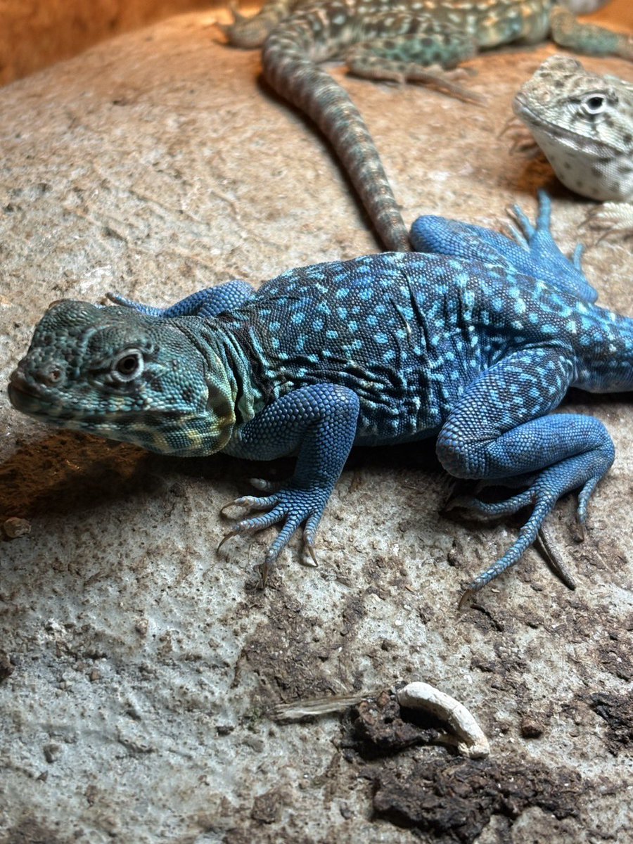 yuma爬虫類ケージ工房 (@hokakenoken) / Posts / X