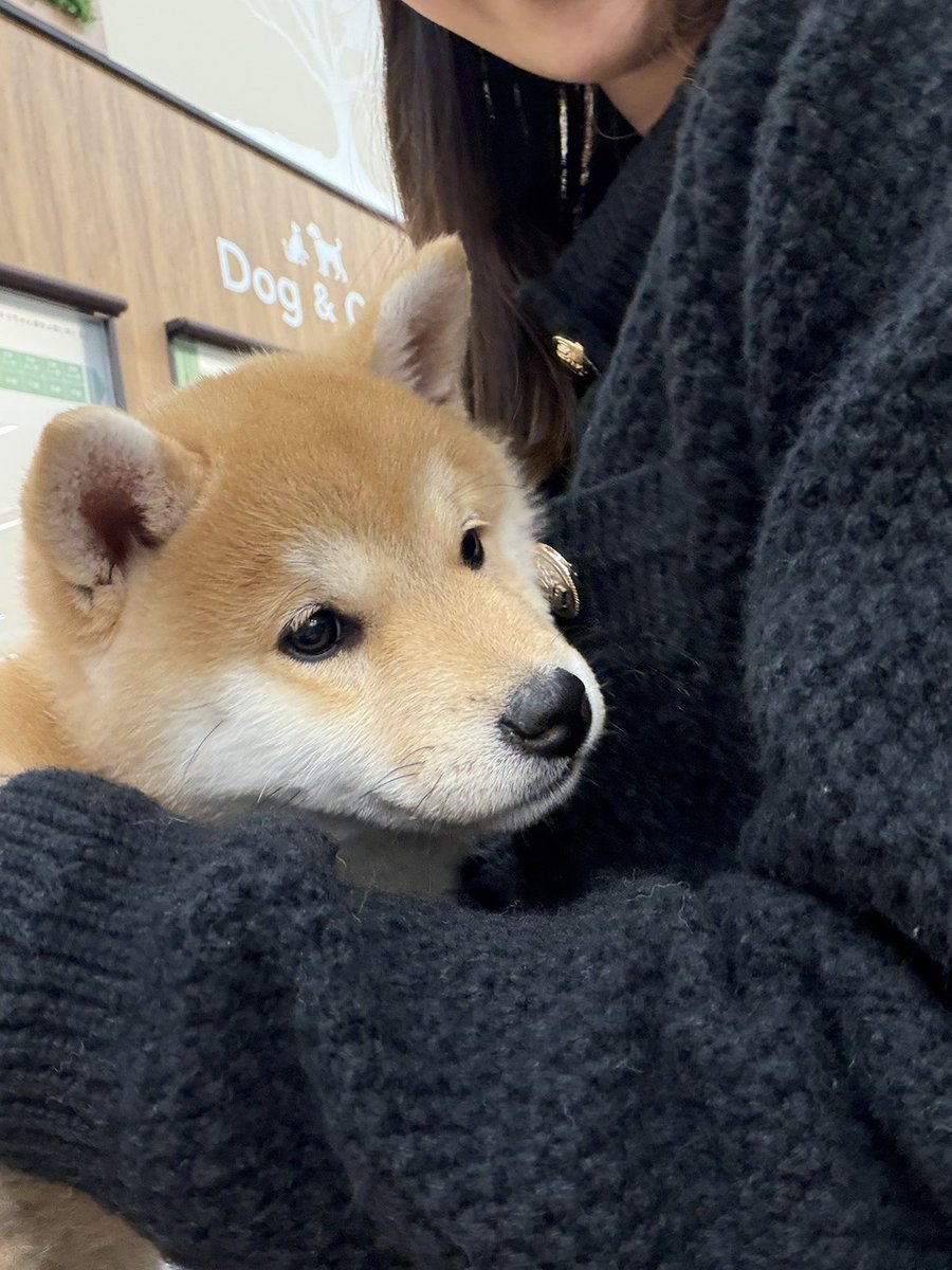 我が家の新しい家族です🐶💓 柴犬って言ってるが… 生後3ヶ月でこのデカ
