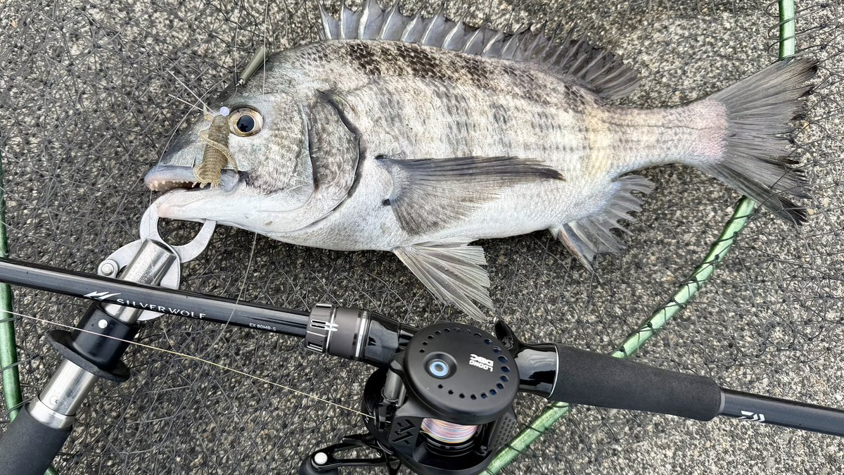 ローンズジャパン（LOONGZE JAPAN）公式 (@LoongzeJapan) / Posts / X